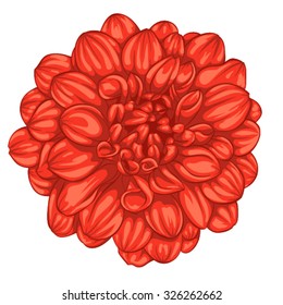 beautiful red dahlia isolated on white background. for greeting cards and invitations of the wedding, birthday, Valentine's Day, mother's day and other seasonal holidays