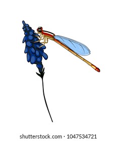 Beautiful red dragonfly isolated sitting on a flower.