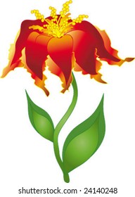 Beautiful red flower