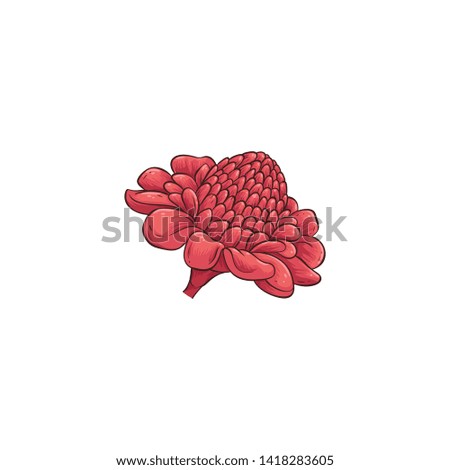 Beautiful red flower, Australian Waratah or Telopea in hand drawn cartoon style, cute flat floral icon, spring garden plant in blossom, nature vector illustration isolated on white background