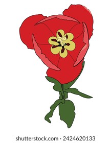 Beautiful red flower. The plant has a stem, green leaves, red petals, and in the middle there are small yellow petals from which stamens grow. Can be used as decoration.