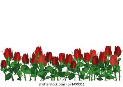 Beautiful red flowers. Roses. Empty space for your ad or inscriptions or messages. Postcard on Valentine's wedding and birthday. Free place. Vector illustration on white background