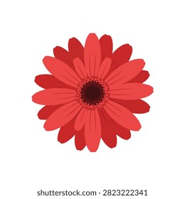 Beautiful Red Gerbera Daisy Flower Illustration Isolated on White Background for Floral Design