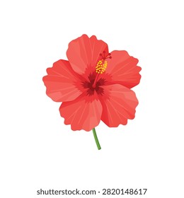 Beautiful Red Hibiscus Flower Vector Illustration Isolated on White Background for Tropical Design