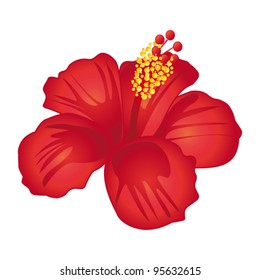 Hermosa flor de hibisco rojo. Ilustración vectorial.