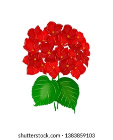 beautiful red hydrangea flower summer