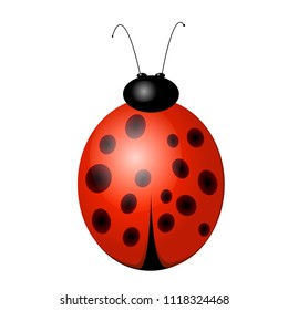 Beautiful red ladybug, vector illustration, 