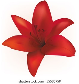 Beautiful red lily isolated on white. Photo-realistic vector.