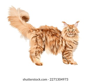 Beautiful red Maine Coon from multicolored paints. Colored drawing. Vector illustration of paints