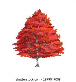 beautiful red maple tree in autumn