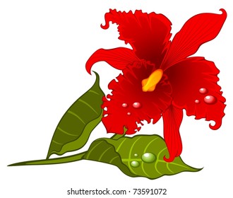 Beautiful red orchid. Vector