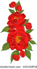 beautiful red peonies flowers vector