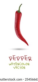 beautiful red pepper. Hand drawn, isolated on white background - watercolor, paper texture style design for the label, cover, menu - vector illustration