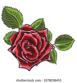 Beautiful red pink rose with green leaves isolated on white background. Element for design of greeting card and invitation for the wedding, birthday, Valentine' s Day, mother' s day. Vector.