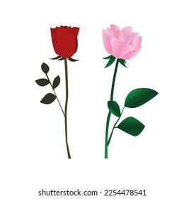 Beautiful red and pink rose Isolated on white background.
vector illustration