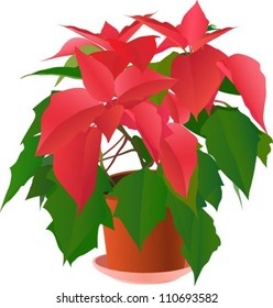 Beautiful red poinsettia plant on white (vector illustration)