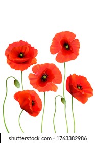 Beautiful Red Poppies background. Vector