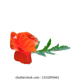Beautiful red poppy. Bloom of poppy. Elements for label design. Vector illustration. Ingredients in triangulation technique. Poppy low poly.