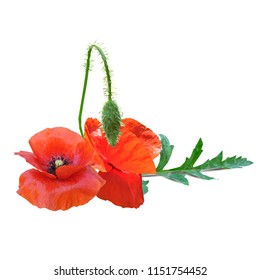 Beautiful red poppy. Bloom of poppy. Elements for label design. Vector illustration. Ingredients in triangulation technique. Poppy low poly.