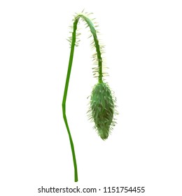 Beautiful red poppy. Bloom of poppy. Elements for label design. Vector illustration. Ingredients in triangulation technique. Poppy low poly.