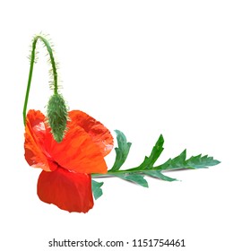 Beautiful red poppy. Bloom of poppy. Elements for label design. Vector illustration. Ingredients in triangulation technique. Poppy low poly.
