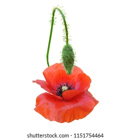 Beautiful red poppy. Bloom of poppy. Elements for label design. Vector illustration. Ingredients in triangulation technique. Poppy low poly.