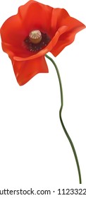 Beautiful red poppy isolated on white.
