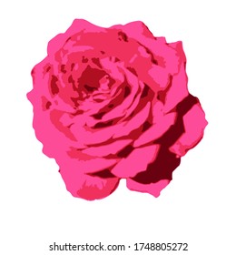 Beautiful red realistic rose. Summertime. Vector stock illustration of flower isolated on white background. Flower symbol for greeting cards and invitations.
