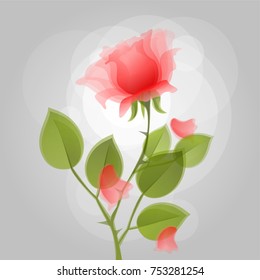 beautiful red rose