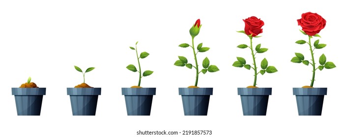 Beautiful red rose flower growth and development stages illustration. Life cycle of rose flower