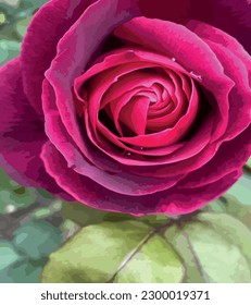 Beautiful red rose in the garden, close-up photo.