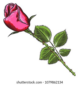 Beautiful red rose with green leaves isolated on white background. Element for design of greeting card and invitation for the wedding, birthday, Valentine' s Day, mother' s day. Vector.