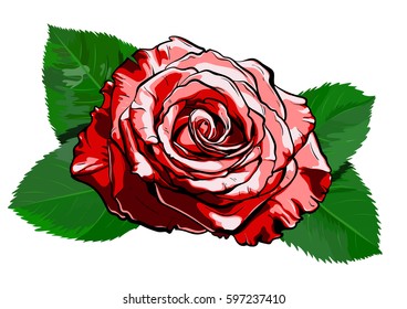 beautiful red rose. hand-drawn illustration vector eps