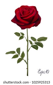 Beautiful red rose Isolated on white background. Photo-realistic gradient mesh vector illustration.