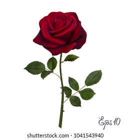 Beautiful red rose Isolated on white background. Photo-realistic gradient mesh vector illustration.