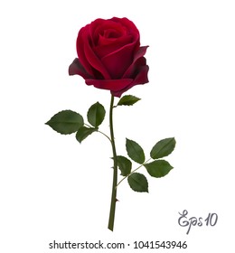 Beautiful red rose Isolated on white background. Photo-realistic gradient mesh vector illustration.