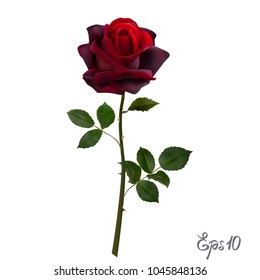 Beautiful red rose Isolated on white background. Photo-realistic gradient mesh vector illustration.