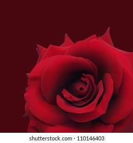 Beautiful red rose isolated on dark burgundy background