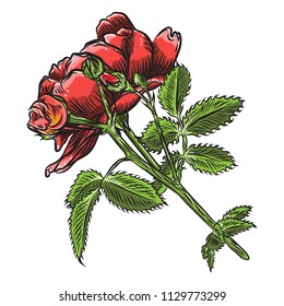 Beautiful red rose isolated on white background. Realistic hand drawn flower. Vector.