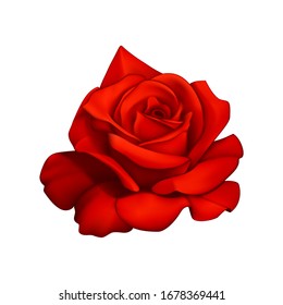 Beautiful red rose isolated on white background. Vector illustration.