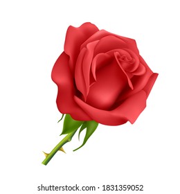 Beautiful red rose Isolated on white background. Photo-realistic gradient mesh vector eps 10 illustration.