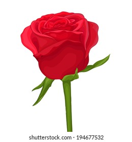 beautiful red rose isolated on white. with watercolor effect