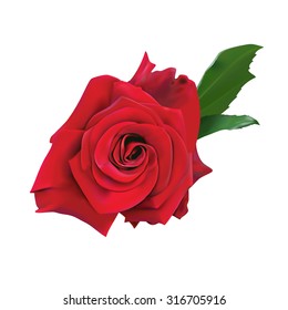 Beautiful red rose Isolated on white background. Vector illustration.