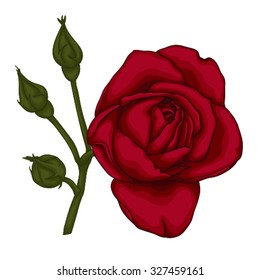 beautiful red rose isolated on white background. for greeting cards and invitations of the wedding, birthday, Valentine's Day, mother's day and other seasonal holidays