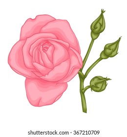 beautiful red rose isolated on white background. for greeting cards and invitations of the wedding, birthday, Valentine's Day, mother's day and other seasonal holidays
