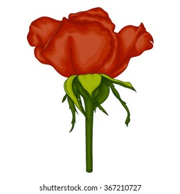 beautiful red rose isolated on white background. for greeting cards and invitations of the wedding, birthday, Valentine's Day, mother's day and other seasonal holidays