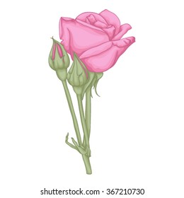 beautiful red rose isolated on white background. for greeting cards and invitations of the wedding, birthday, Valentine's Day, mother's day and other seasonal holidays