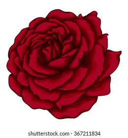 beautiful red rose isolated on white background. for greeting cards and invitations of the wedding, birthday, Valentine's Day, mother's day and other seasonal holidays