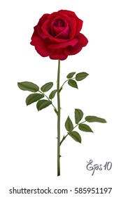 Beautiful red rose Isolated on white background. Photo-realistic gradient mesh vector illustration.