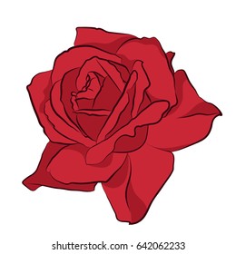 Beautiful red rose, isolated on white background. Botanical silhouette of flower. Flat stylization color. Vector illustration.